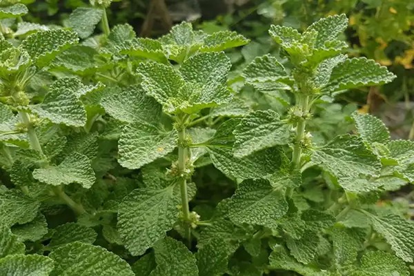 تصویر 2 از قیمت عرق فراسیون اصل + خرید باور نکردنی