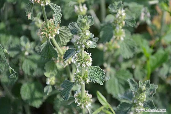 تصویر 4 از قیمت عرق فراسیون اصل + خرید باور نکردنی