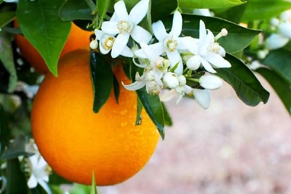 تصویر 5 از خرید و فروش شربت عرق بهار نارنج با شرایط فوق العاده