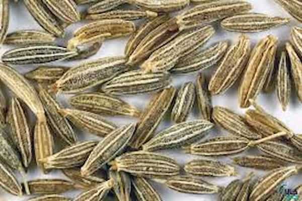 تصویر 5 از قیمت خرید زیره سیاه عمده با فروش عمده