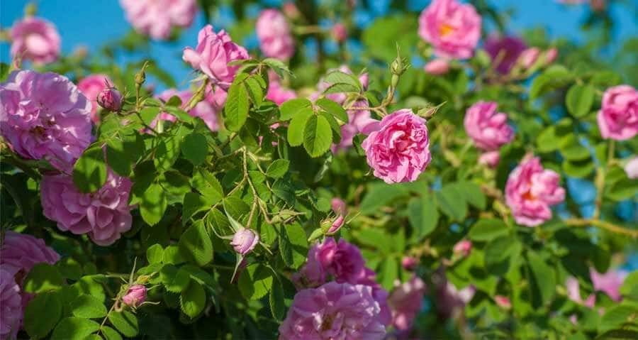 تصویر 2 از فروش گل محمدی صورتی + قیمت خرید به صرفه