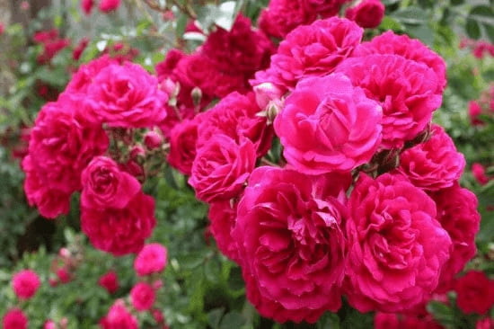 تصویر 2 از قیمت خرید گل محمدی اصل + فروش عمده