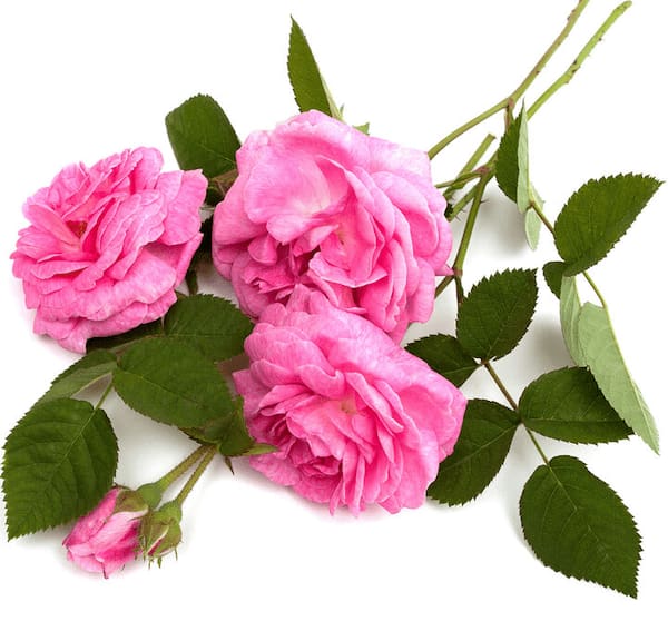 تصویر 1 از قیمت خرید گل محمدی اصل + فروش عمده