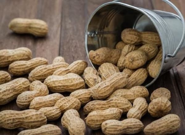 تصویر 1 از قیمت خرید بادام زمینی غلاف دار با فروش عمده