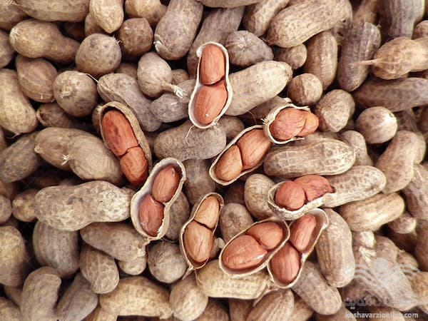 تصویر 1 از خرید بادام زمینی غلاف دار خام + قیمت فروش استثنایی