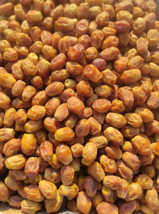 تصویر 5 از قیمت خرما زاهدی شیراز با کیفیت ارزان + خرید عمده
