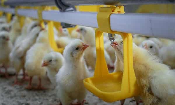 تصویر 1 از قیمت خرید بشقاب دانخوری مرغ با فروش عمده