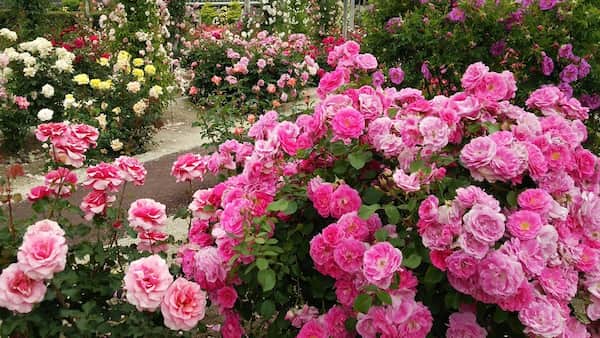 تصویر 5 از قیمت خرید گل محمدی دمنوش عمده به صرفه و ارزان