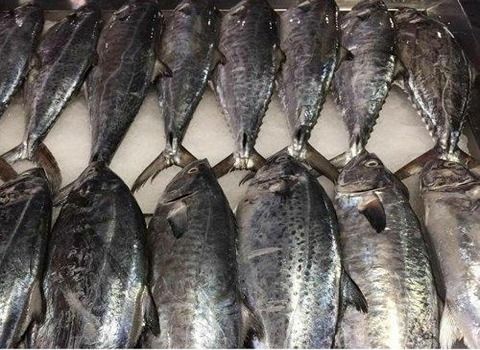 تصویر 4 از قیمت خرید ماهی قباد بوشهر با فروش عمده