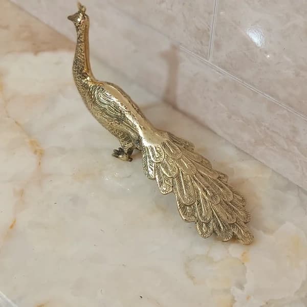 تصویر 5 از قیمت خرید قرقاول برنزی عمده به صرفه و ارزان
