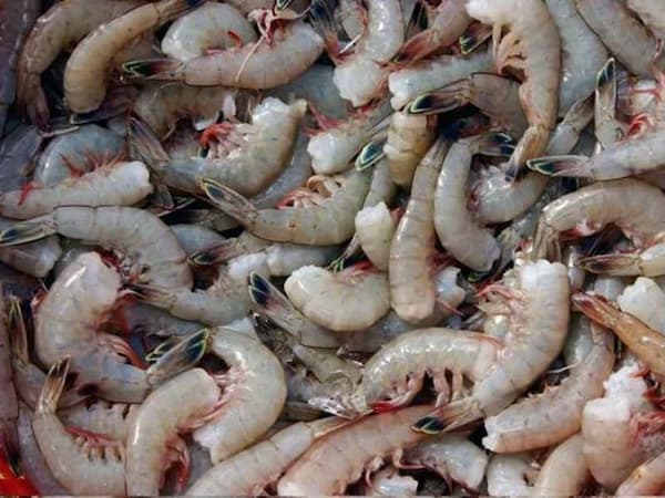 تصویر 5 از قیمت خرید میگو درشت بوشهر با فروش عمده