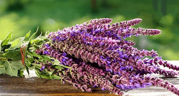 تصویر 2 از قیمت خرید دمنوش مریم گلی تازه + فروش ویژه + فروش ویژه