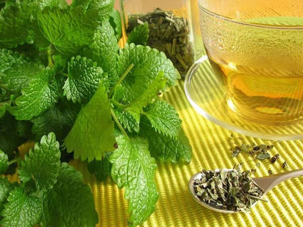 تصویر 1 از فروش دمنوش بادرنجبویه تازه + قیمت خرید به صرفه