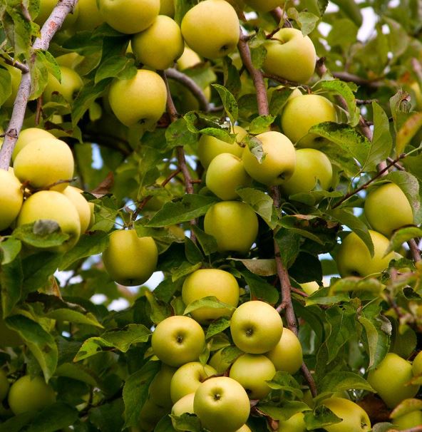 تصویر 4 از قیمت خرید سیب گلاب سبز با فروش عمده