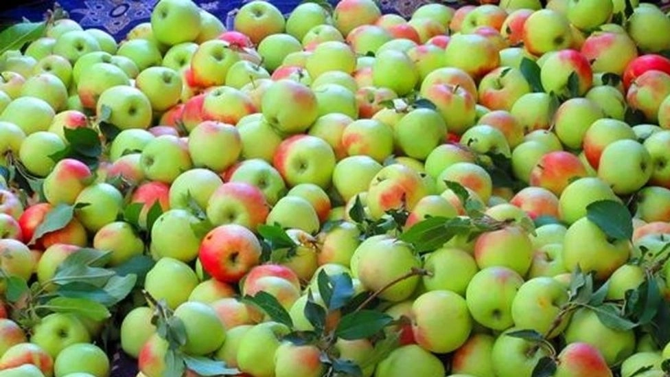 تصویر 1 از قیمت سیب گلاب کوچک با کیفیت ارزان + خرید عمده