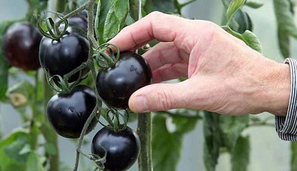 تصویر 4 از قیمت گوجه زیتونی سیاه + پخش تولیدی عمده کارخانه
