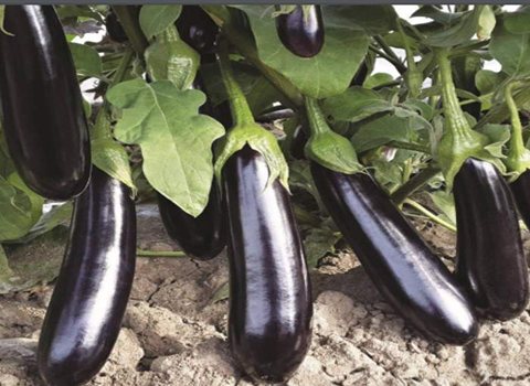 تصویر 4 از قیمت خرید بادمجان گلخانه ای + فروش ویژه