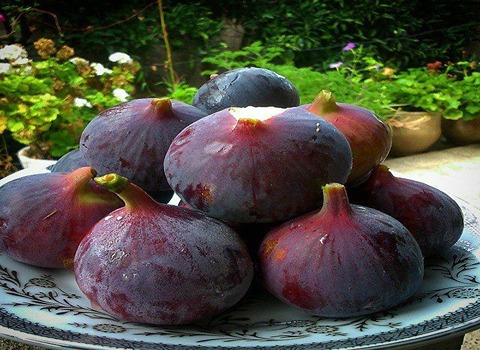 تصویر 4 از قیمت انجیر گلوگاه مازندران + پخش تولیدی عمده کارخانه