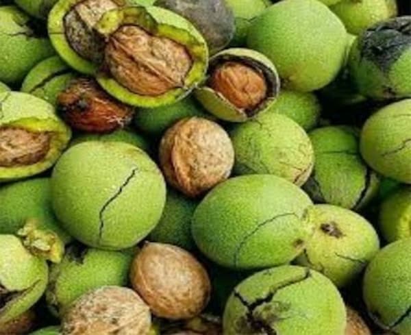 تصویر 5 از قیمت گردو پوست سبز تازه + خرید باور نکردنی