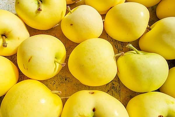 تصویر 5 از خرید و قیمت سیب زرد درجه یک + فروش صادراتی