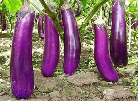تصویر 1 از خرید و فروش بادمجان گلخانه ای ورامین با شرایط فوق العاده