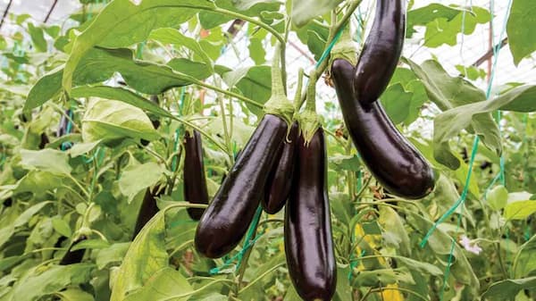 تصویر 4 از خرید و فروش بادمجان گلخانه ای ورامین با شرایط فوق العاده