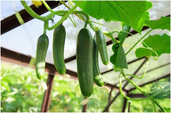 تصویر 5 از قیمت خرید خیار گلخانه ای ناگین + فروش ویژه