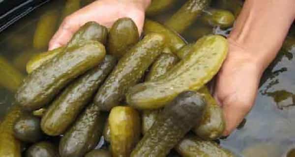 تصویر 4 از خرید و فروش خیار درشت برای خیارشور با شرایط فوق العاده