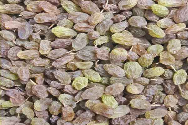 تصویر 1 از خرید کشمش سایه خشک + قیمت عالی باکیفیت