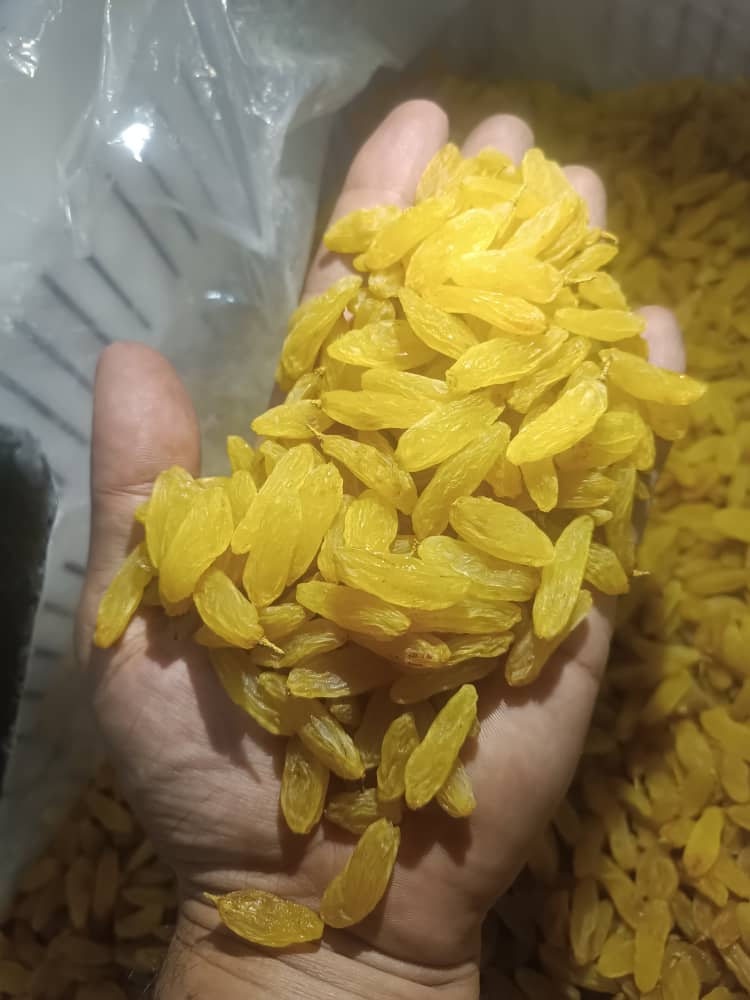 تصویر 5 از قیمت روز کشمش زرد قلمی