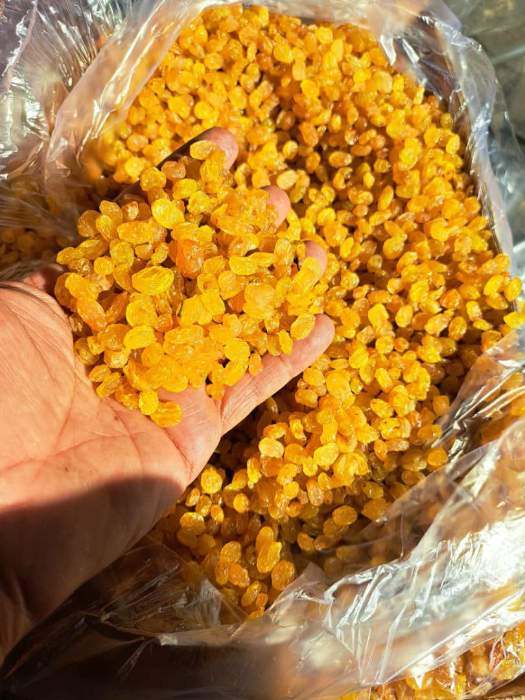 تصویر 5 از فروش کشمش گلدن اصل + قیمت خرید به صرفه