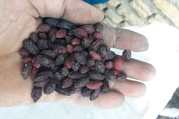 تصویر 3 از خرید میوه خشک زغال اخته + قیمت عالی باکیفیت