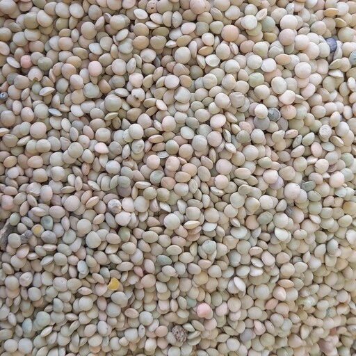 تصویر 1 از قیمت خرید عدس سبز درشت + فروش ویژه