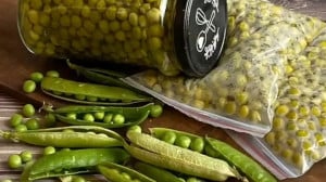 تصویر 1 از قیمت خرید کنسرونخود فرنگی سبز 400گرمی + فروش ویژه