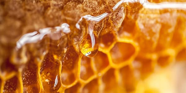 تصویر 4 از خرید عسل 10 کیلویی + قیمت فروش استثنایی