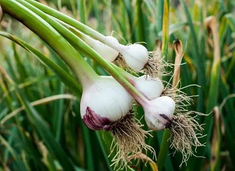 تصویر 1 از فروش موسیر کوهی + قیمت خرید به صرفه