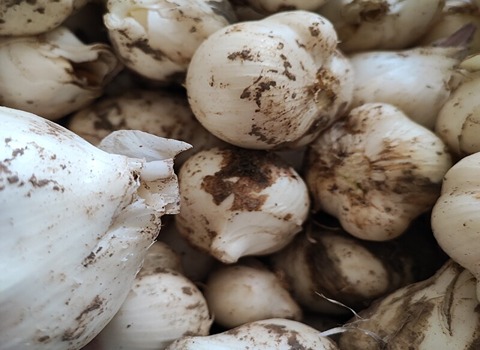 تصویر 3 از فروش موسیر کوهی + قیمت خرید به صرفه