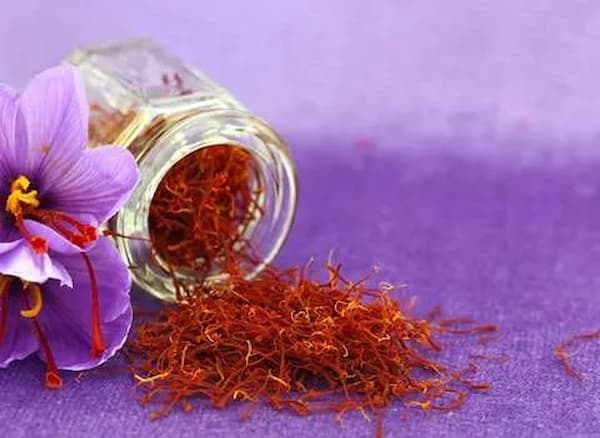 تصویر 1 از خرید ریشه زعفران عمده + قیمت خرید به صرفه