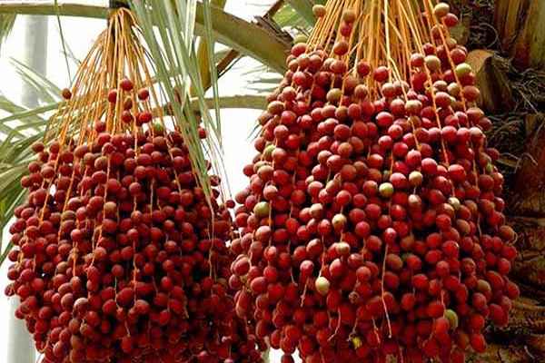 تصویر 1 از خرید خرما استعمران شادگان + قیمت فروش استثنایی