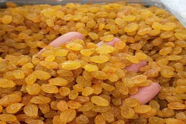تصویر 3 از قیمت کشمش طلایی بناب + فروش ویژه