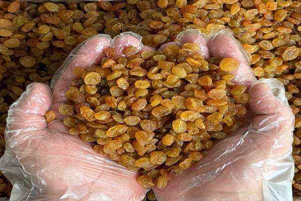 تصویر 4 از قیمت کشمش طلایی درشت + خرید باور نکردنی