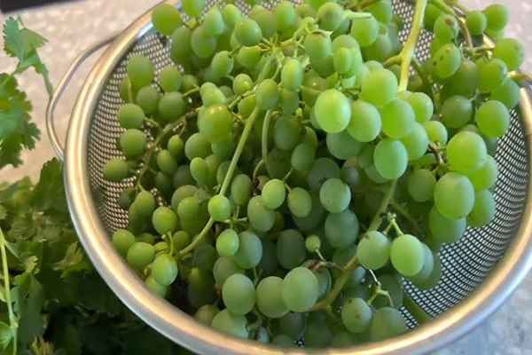 تصویر 3 از قیمت خرید غوره شیراز با فروش عمده