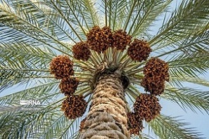 تصویر 4 از قیمت خرما خشک زاهدی + خرید باور نکردنی