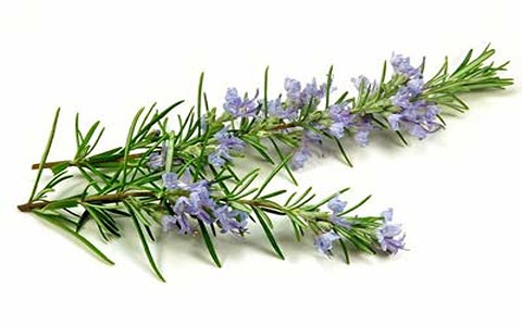 گیاه رزماری مرغوب +خرید عمده با قیمت باور نکردنی