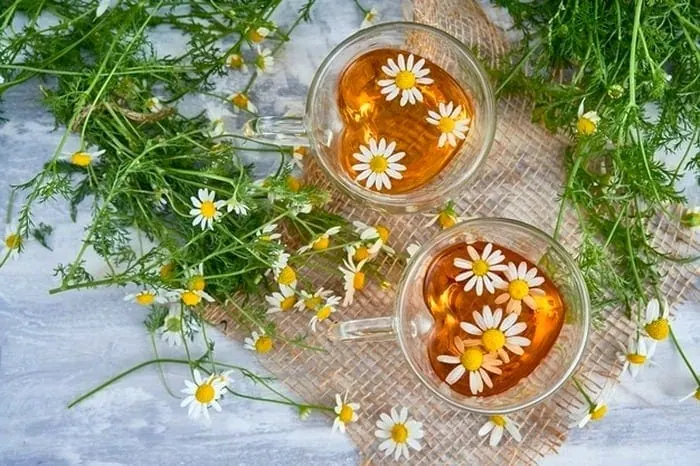 تصویر 5 از قیمت گل بابونه خشک + خرید باور نکردنی