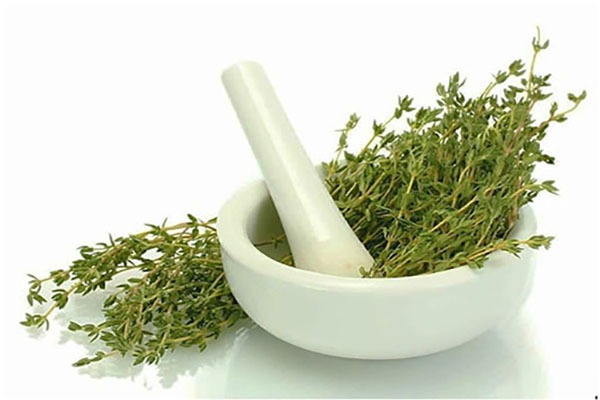 تصویر 5 از خرید و قیمت گیاه آویشن شیرازی + فروش عمده