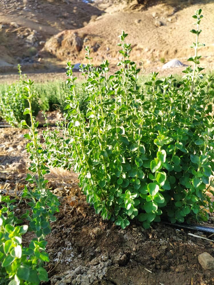 تصویر 4 از قیمت آویشن برگ پهن و باریک + خرید باور نکردنی