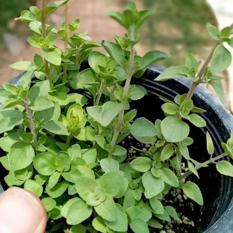 تصویر 3 از خرید آویشن برگ پهن شیرازی + قیمت فروش استثنایی