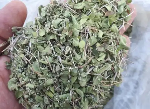 تصویر 1 از خرید آویشن برگ پهن + قیمت فروش استثنایی