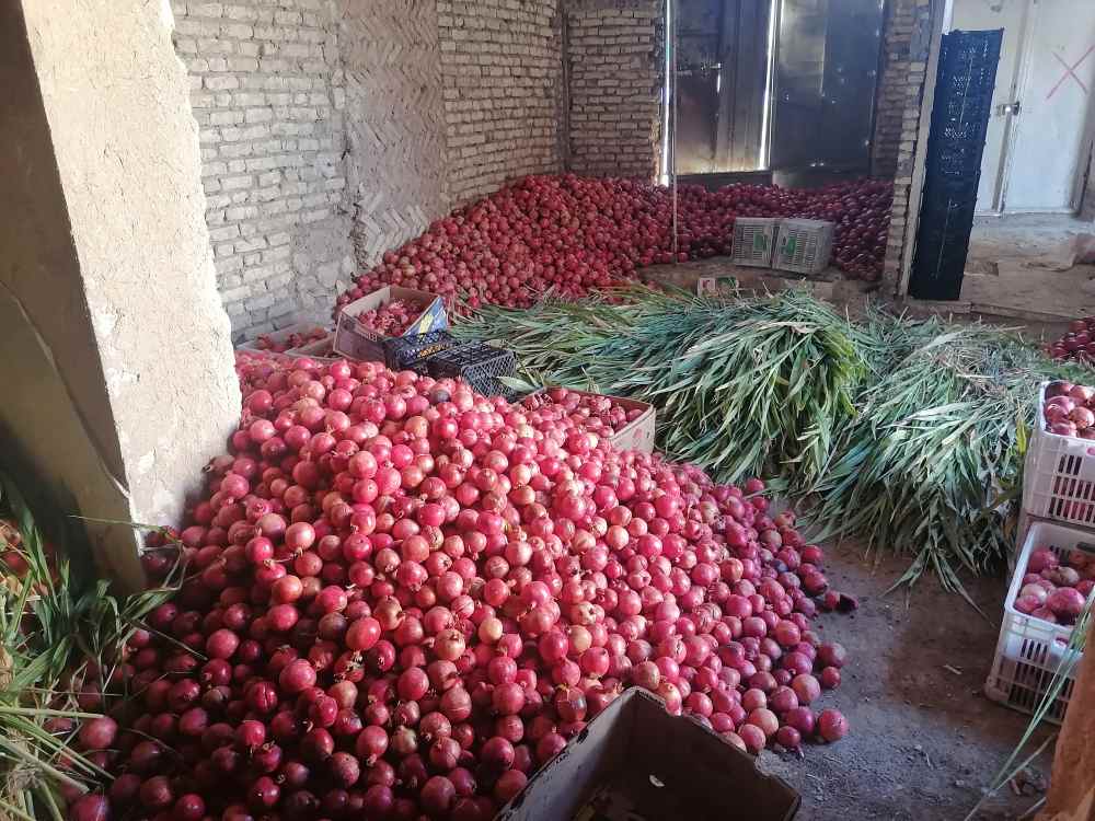 تصویر 2 از قیمت خرید عمده نار دونه انار